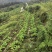 贵州高山圆头萝卜