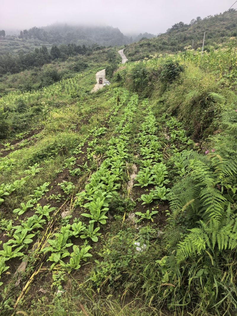 贵州高山圆头萝卜