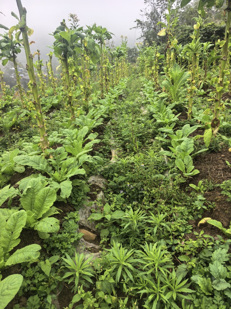 贵州高山圆头萝卜