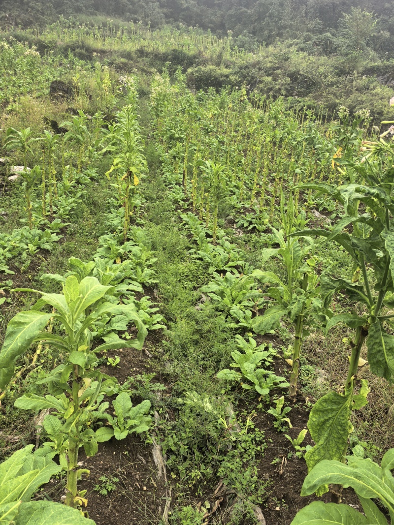贵州高山圆头萝卜