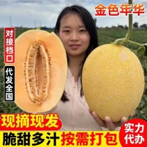 《金色年华》甘肃哈密瓜/民勤蜜瓜/产地货源/供应电商批发