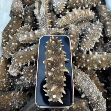 纯淡干海参