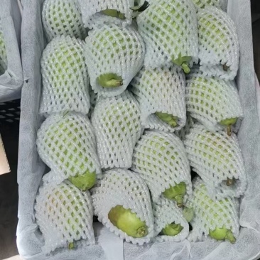 香蕉梨