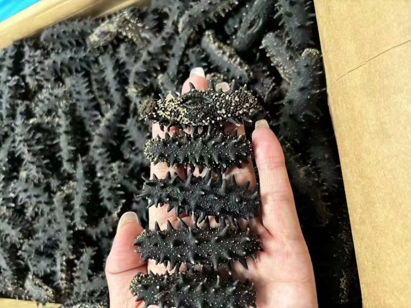 纯淡干海参