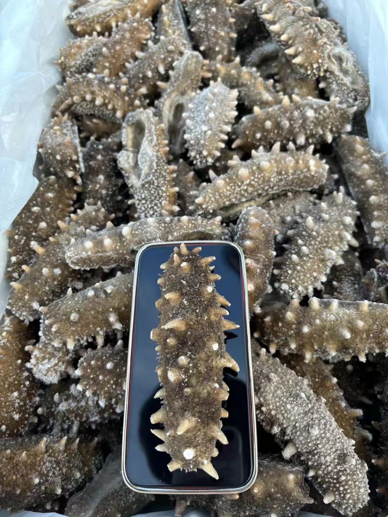 纯淡干海参