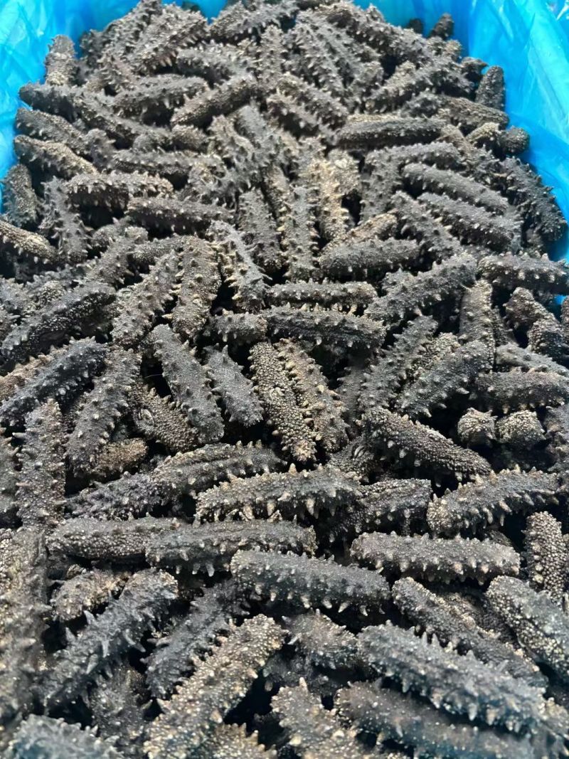 纯淡干海参