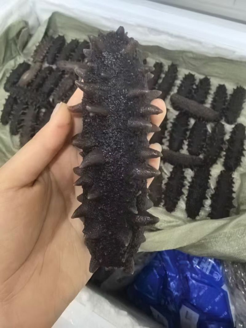纯淡干海参