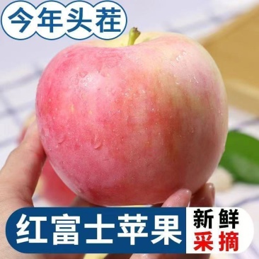 一件代发2025红富士苹果当季陕西苹果