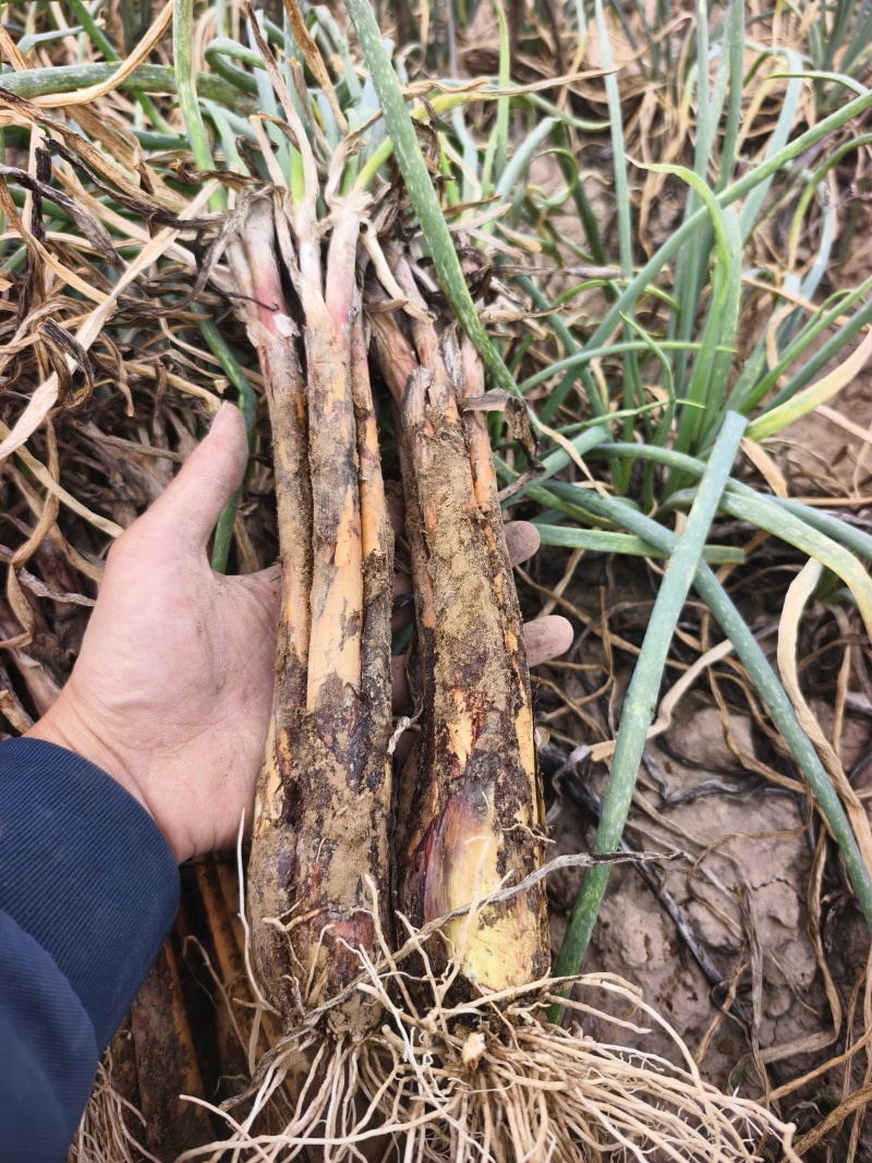甘肃精品现挖红葱大量接单产地直发量大从优欢迎来电