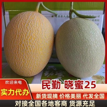 《晓蜜25哈密瓜》甘肃哈密瓜/产地代办/保质保量全国批发