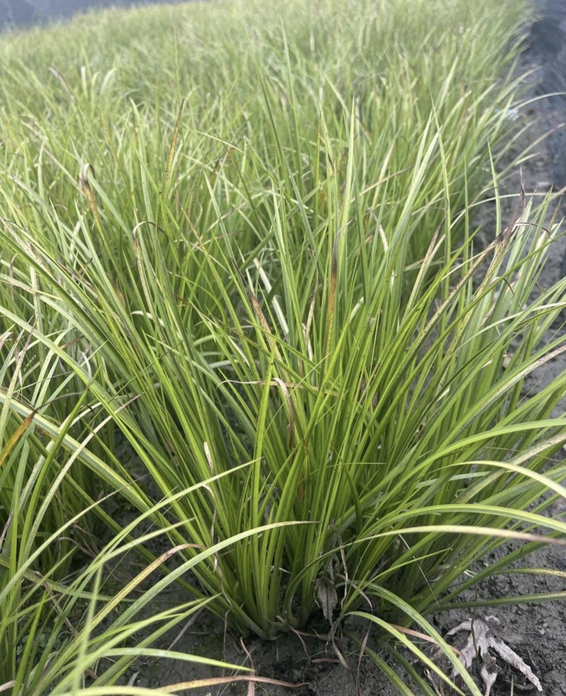 金叶石菖蒲杯苗，各种规格，低价出售，量大从优
