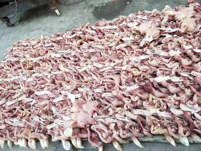 精品小牛脸