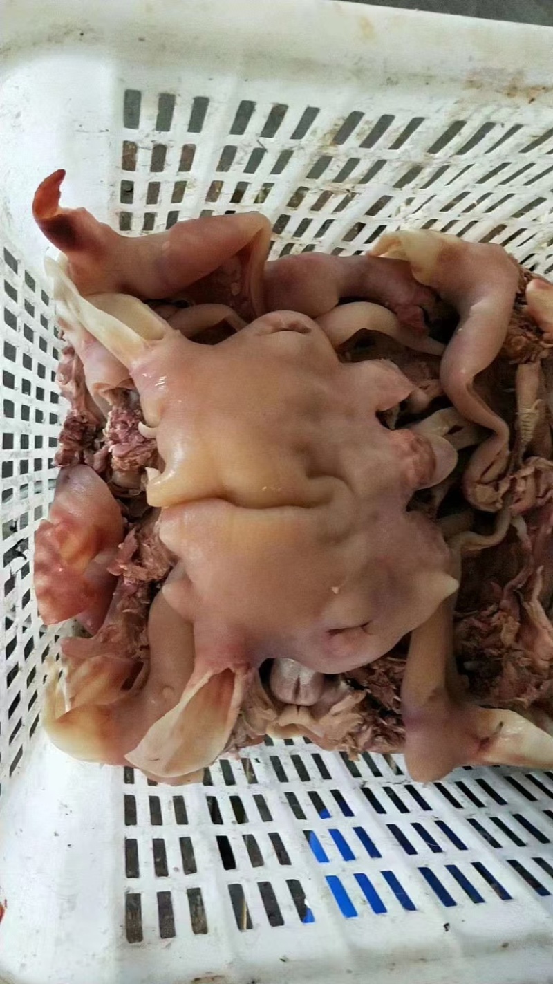 精品小牛脸