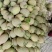 《晓蜜25哈密瓜》甘肃哈密瓜/产地代办/保质保量全国批发