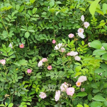 蔷薇苗，藤长50-2米，各种规格，基地常年批发。