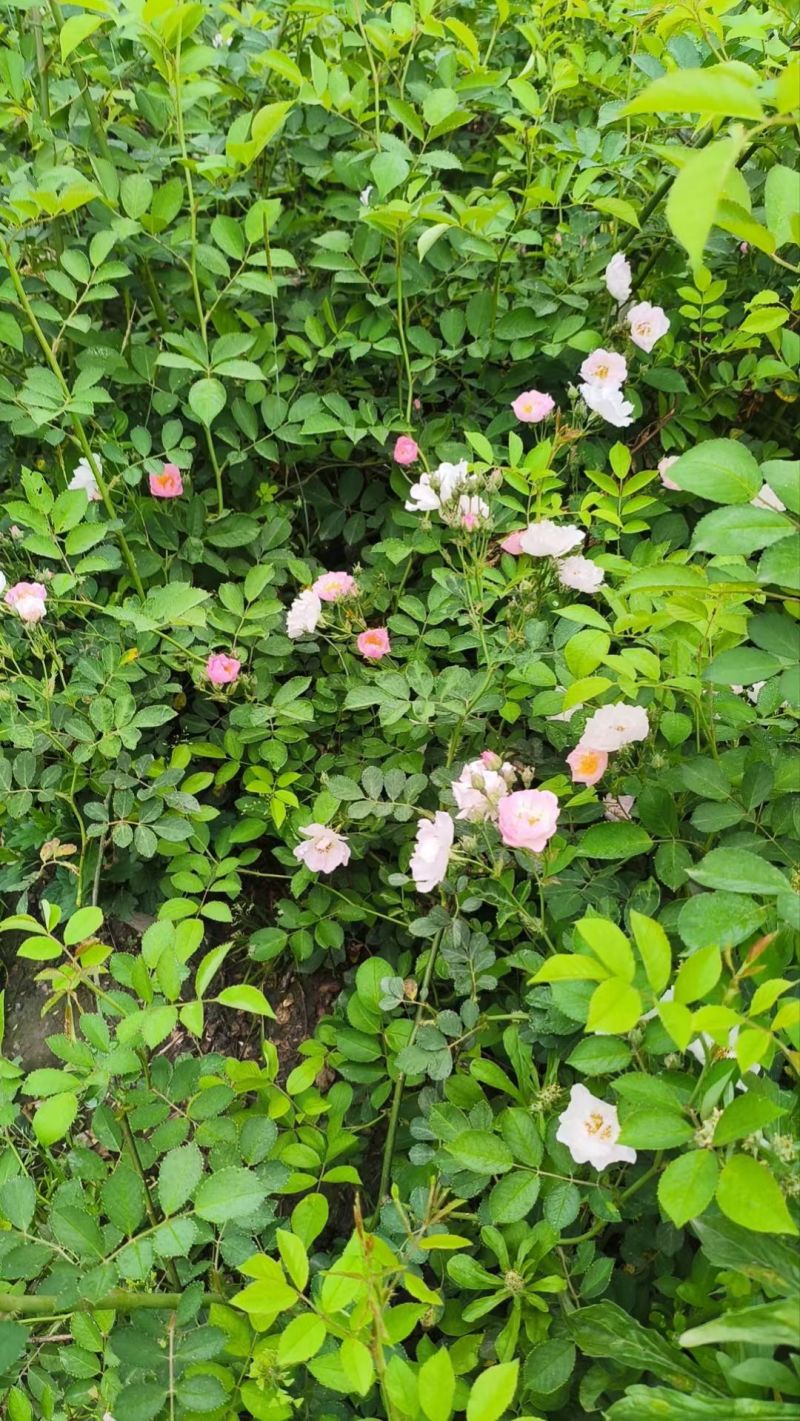 蔷薇苗，藤长50-2米，各种规格，基地常年批发。