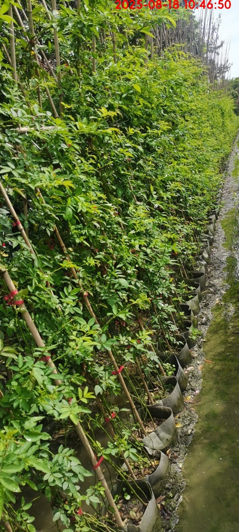 蔷薇苗，藤长50-2米，各种规格，基地常年批发。