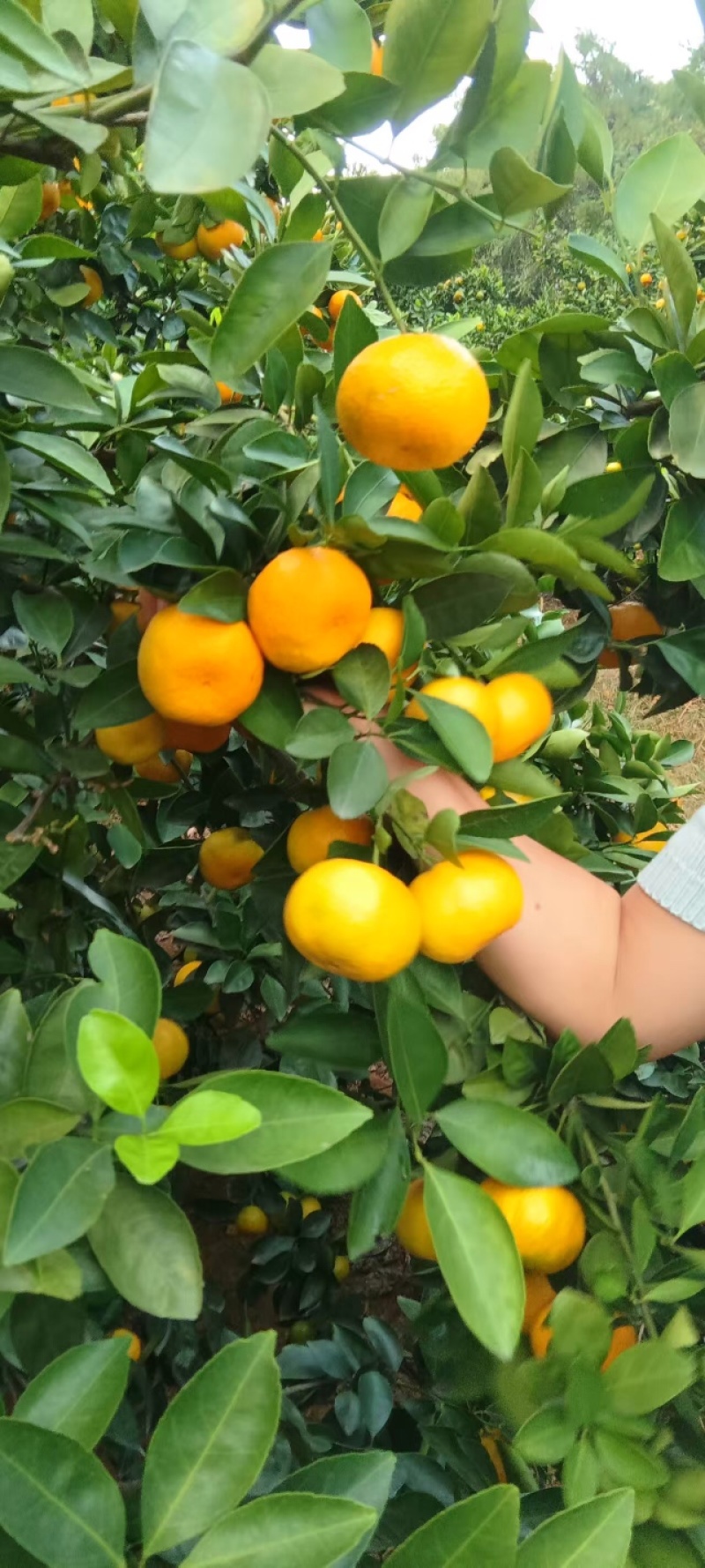 江西砂糖橘，保质保量发货，对接农贸市场，各类电商平台