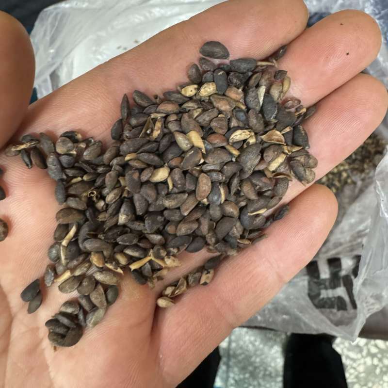 黄柏种子