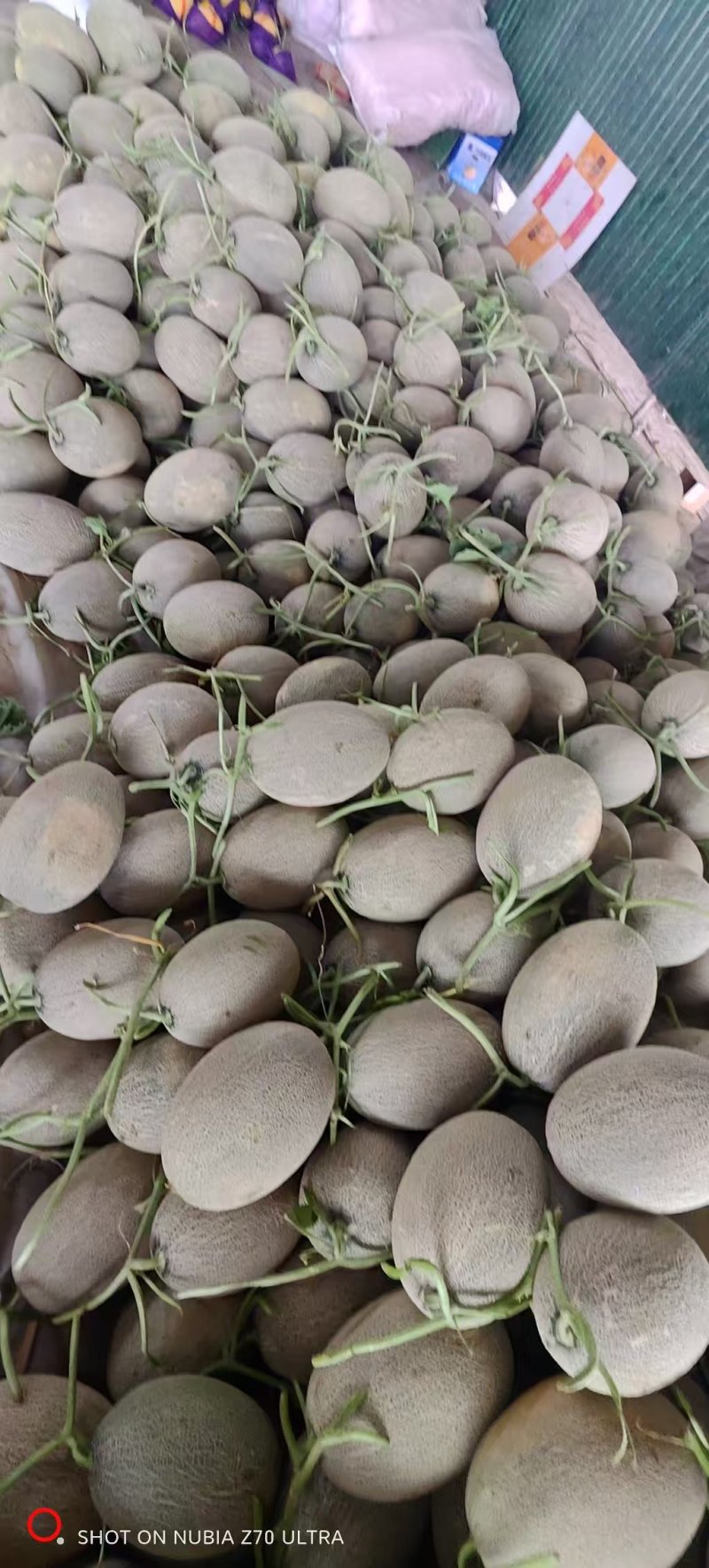 《西州蜜瓜》西州蜜17/甘肃哈密瓜/产地直发/全国供应