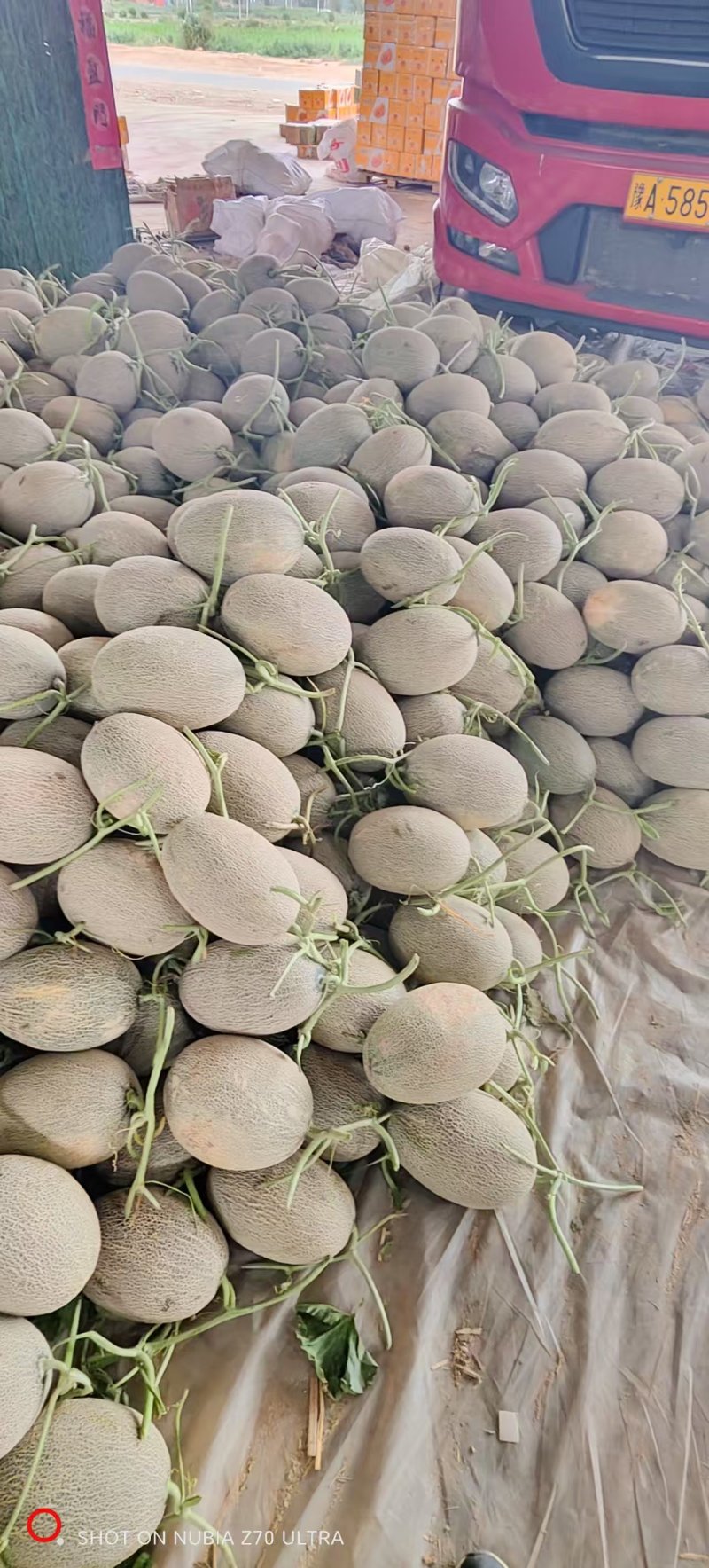 《西州蜜瓜》西州蜜17/甘肃哈密瓜/产地直发/全国供应