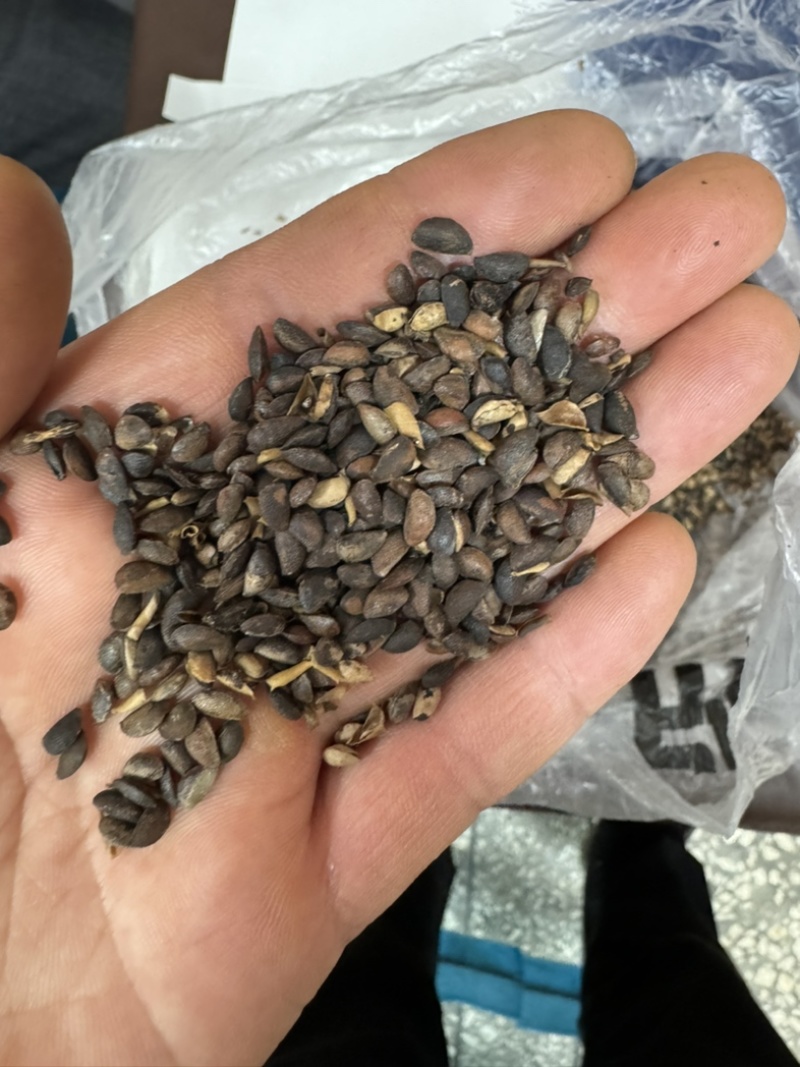 黄柏种子