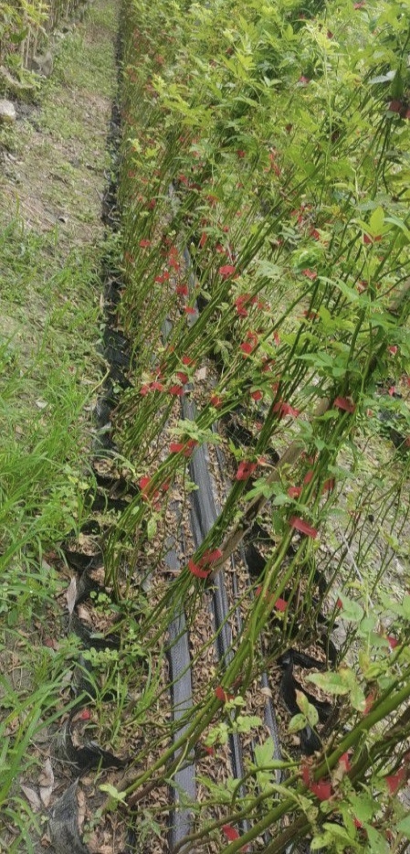 蔷薇苗，藤长50-2米，各种规格，基地常年批发。