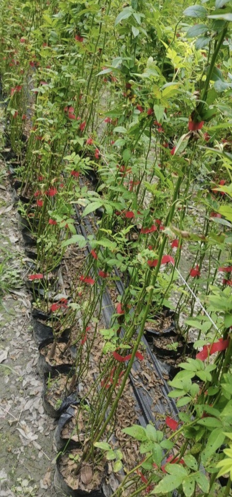 蔷薇苗，藤长50-2米，各种规格，基地常年批发。