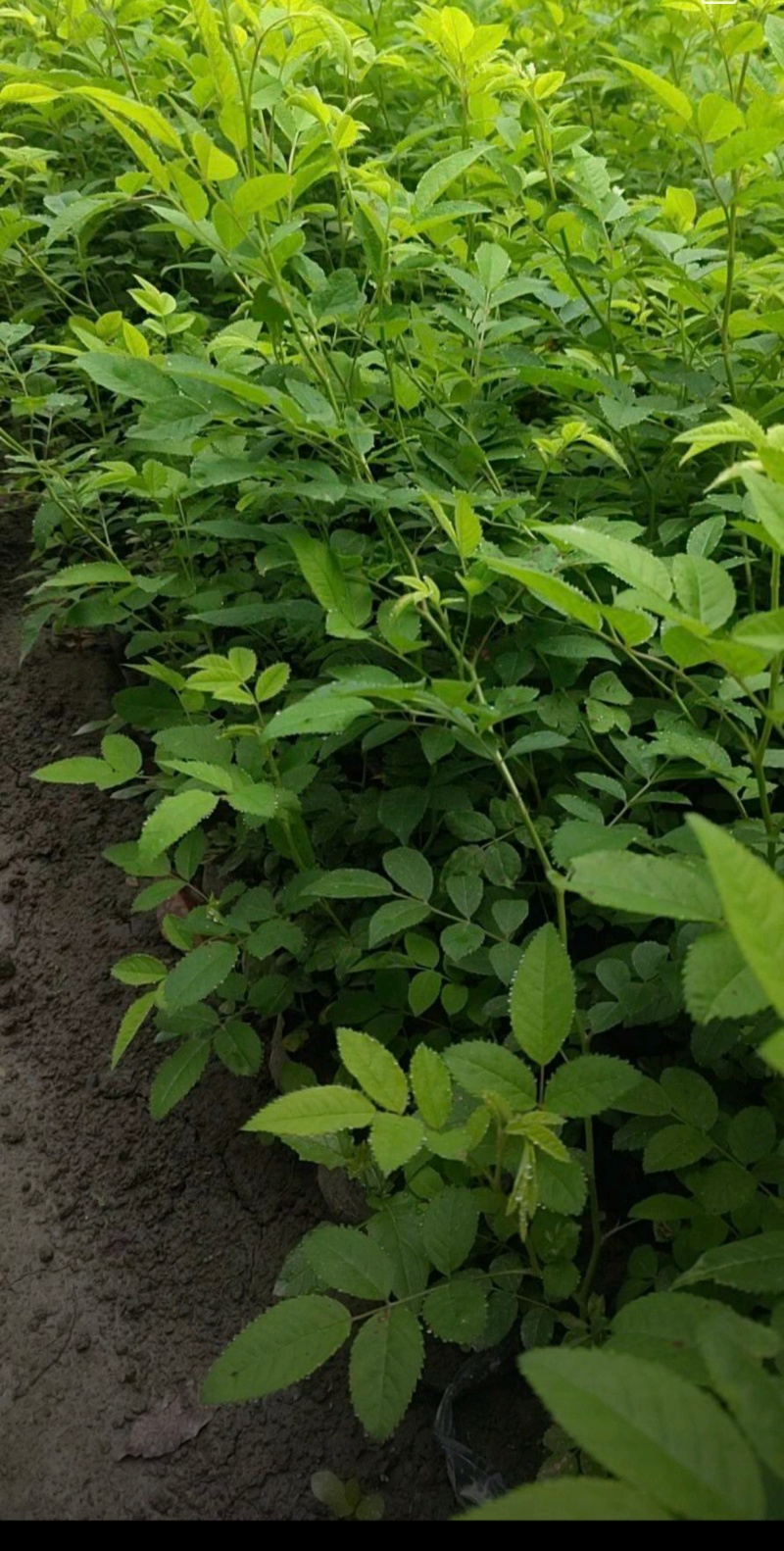 蔷薇苗，藤长50-2米，各种规格，基地常年批发。