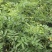 蔷薇苗，藤长50-2米，各种规格，基地常年批发。