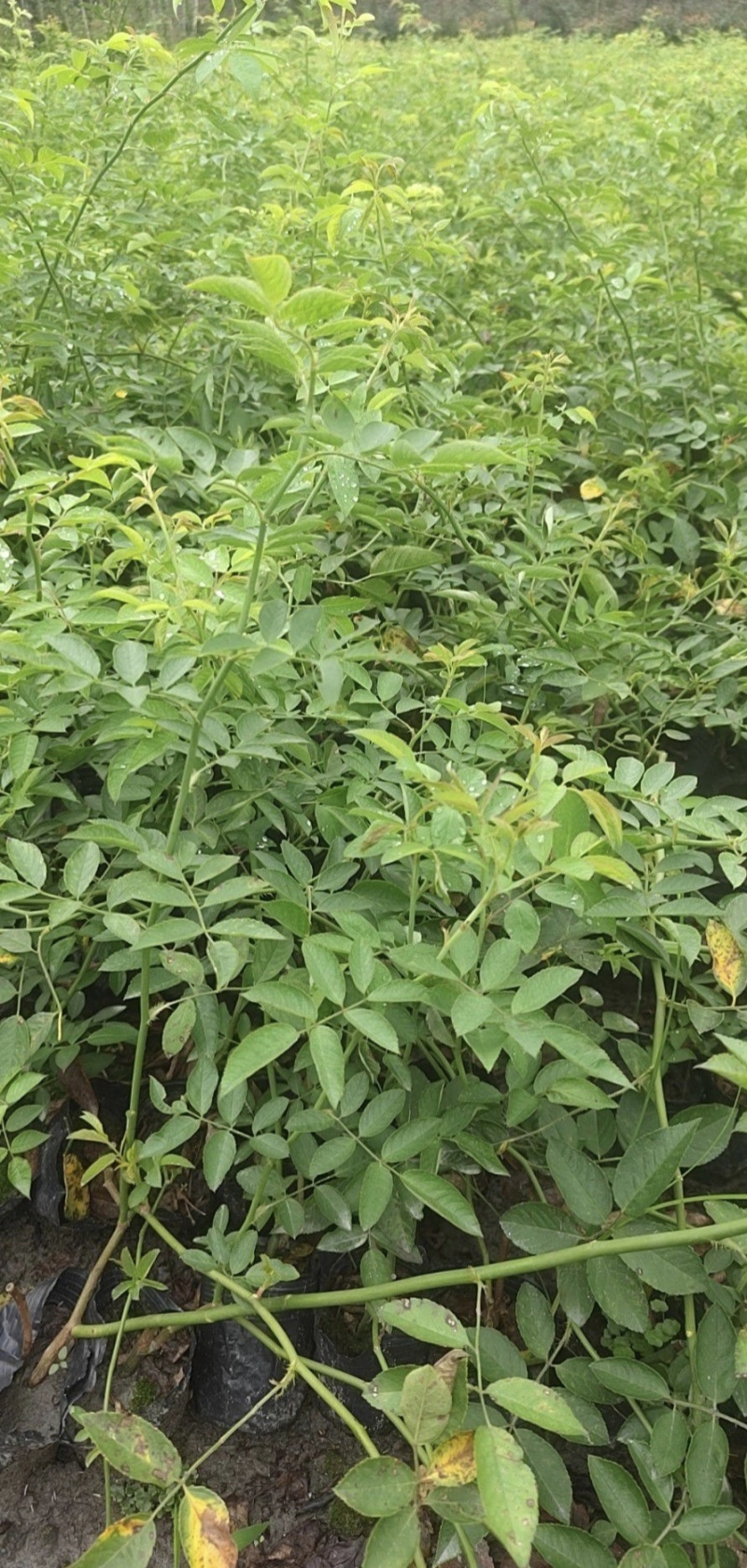 蔷薇苗，藤长50-2米，各种规格，基地常年批发。