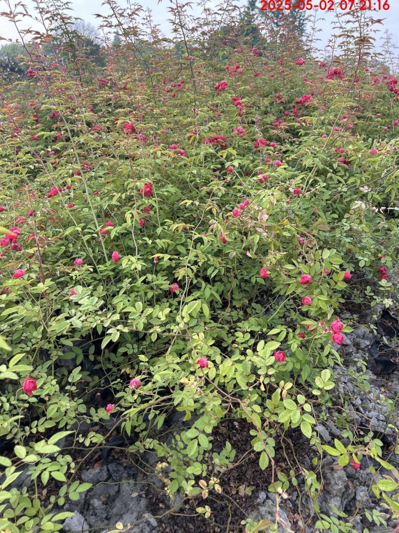蔷薇苗，藤长50-2米，各种规格，基地常年批发。