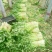 推荐山东芹菜法国皇后芹菜基地直供量大从优价格实惠