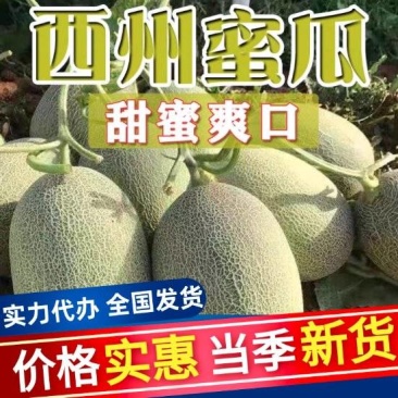 《西州蜜瓜》西州蜜17/甘肃哈密瓜/产地直发/全国供应