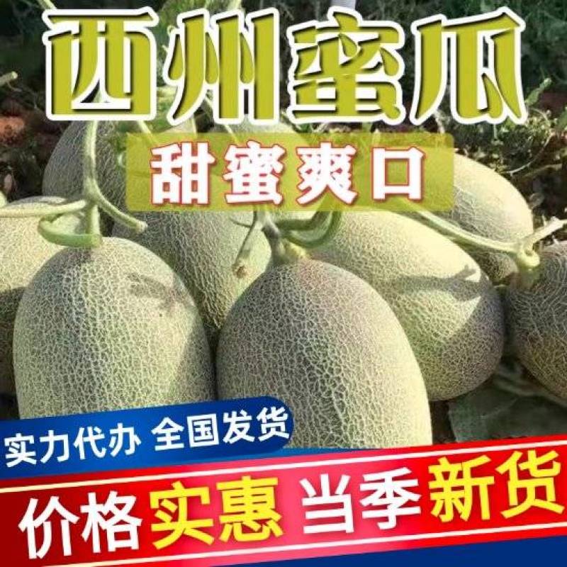 《西州蜜瓜》西州蜜17/甘肃哈密瓜/产地直发/全国供应