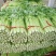 山东济宁芹菜西芹产地一手货源量大从优实力代发全国商超