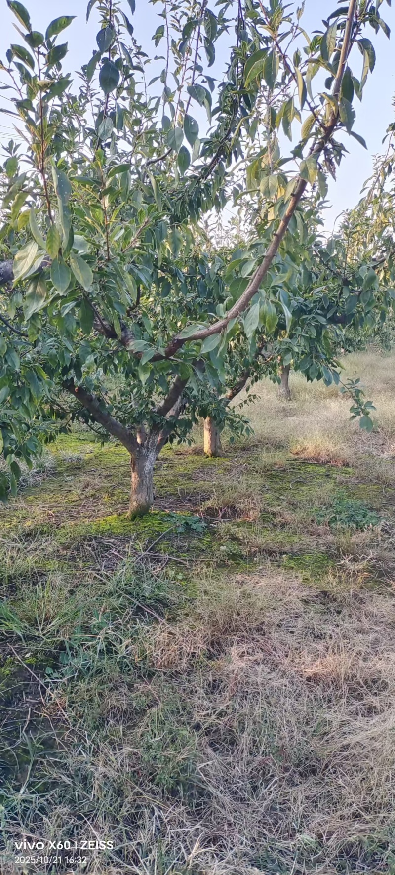 大黄杏树