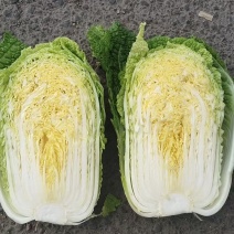 张家口张北蔚县万全宣化玲珑黄白菜，矮颗白菜，市场货工厂货