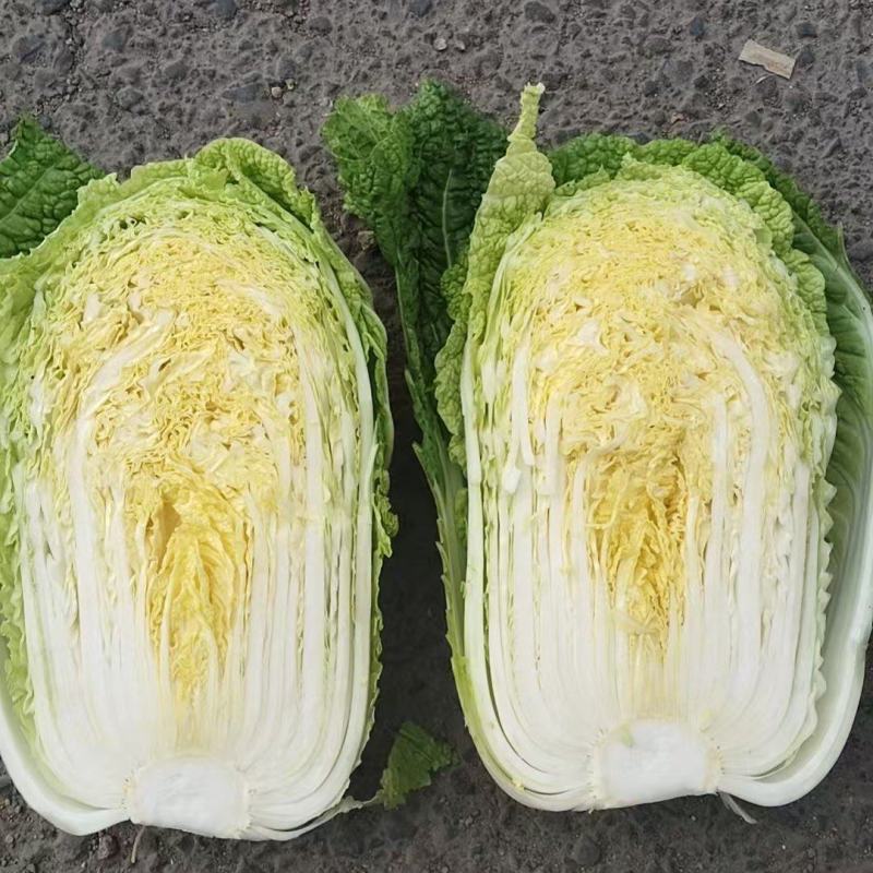 张家口张北蔚县万全宣化玲珑黄白菜，矮颗白菜，市场货工厂货