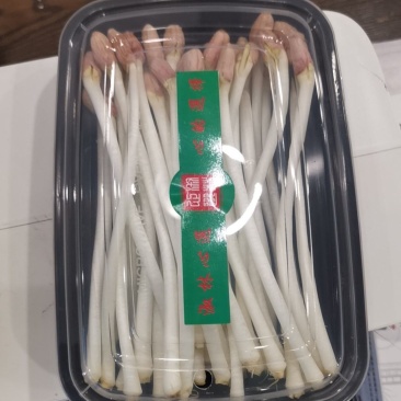 新鲜花生芽一手货源诚信合作量大从优欢迎来电