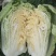 张家口张北蔚县万全宣化玲珑黄白菜，矮颗白菜，市场货工厂货