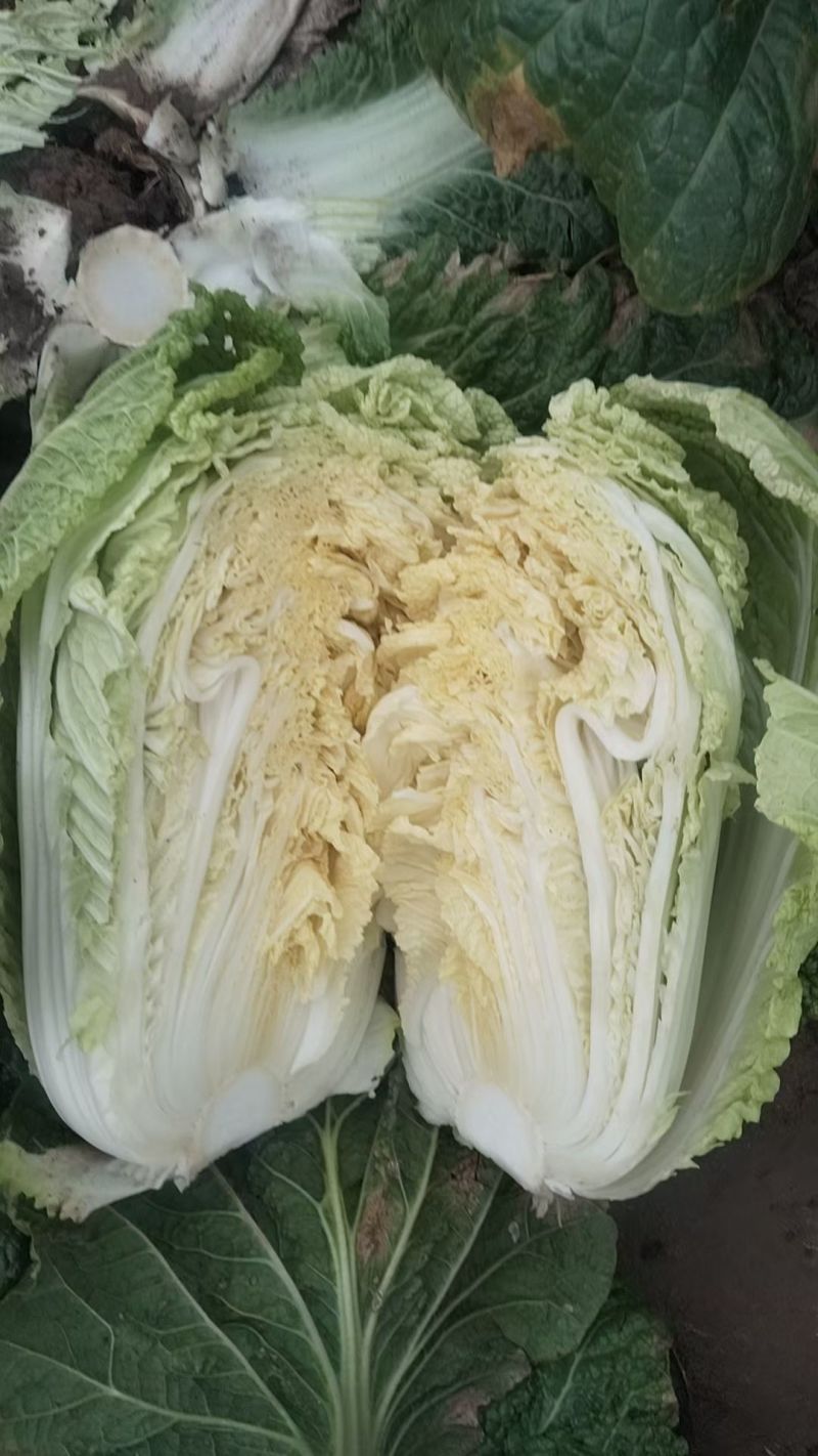 张家口张北蔚县万全宣化玲珑黄白菜，矮颗白菜，市场货工厂货