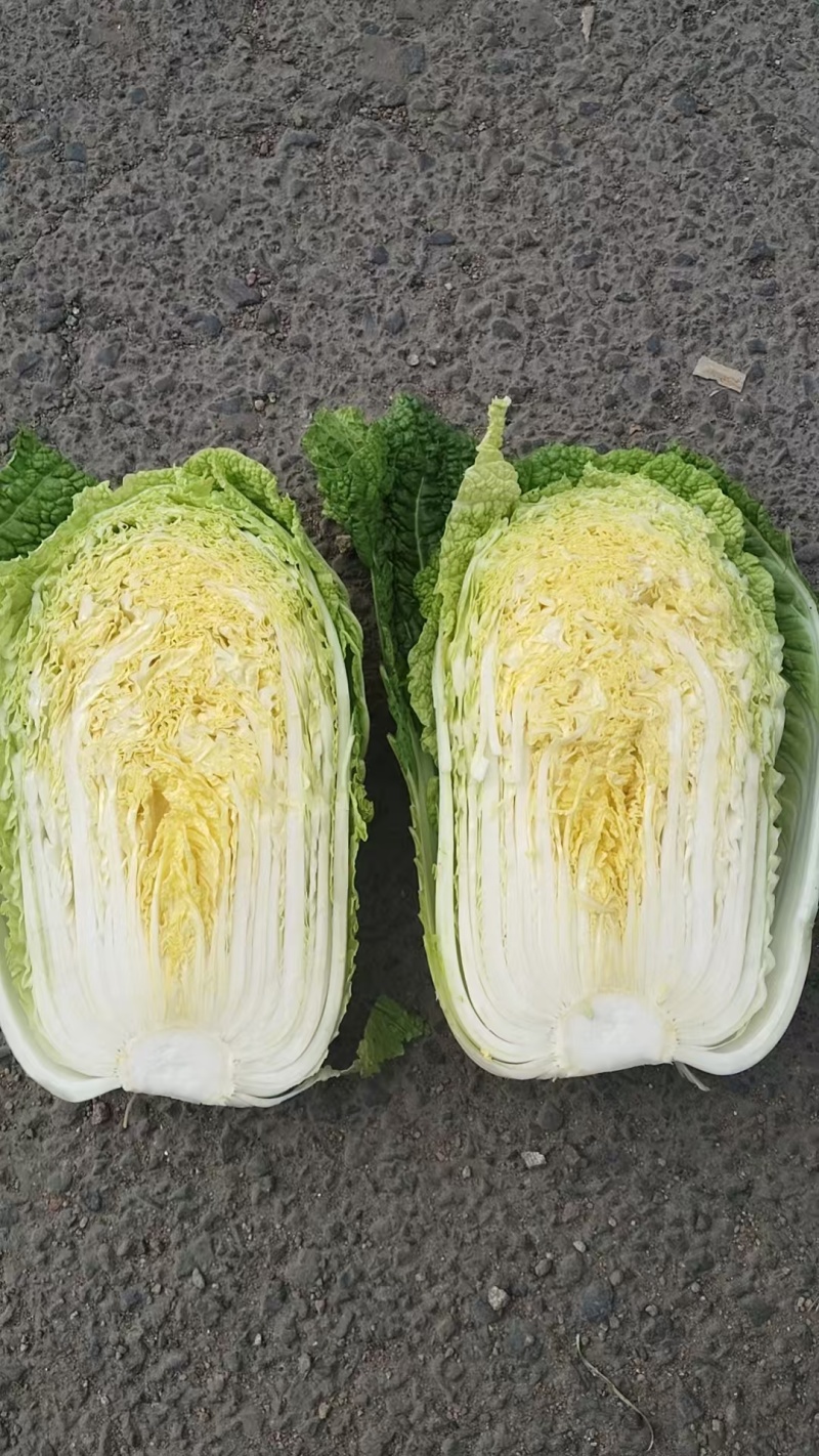 张家口张北蔚县万全宣化玲珑黄白菜，矮颗白菜，市场货工厂货