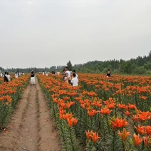 百合球，百合，亚洲百合