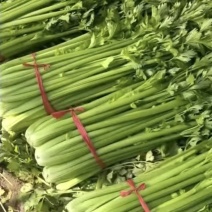 芹菜精品西芹新鲜现挖量大从优价格实惠合作共赢