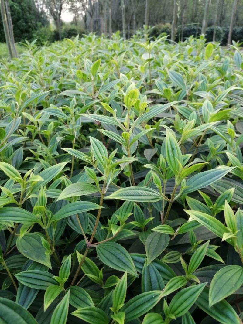 紫牡丹巴西野牡丹，大小杯，基地批发，各种规格