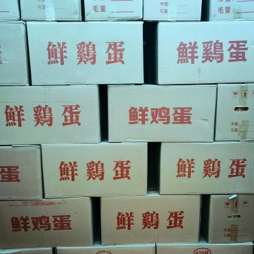 粉蛋黑凤蛋出售养殖场直供