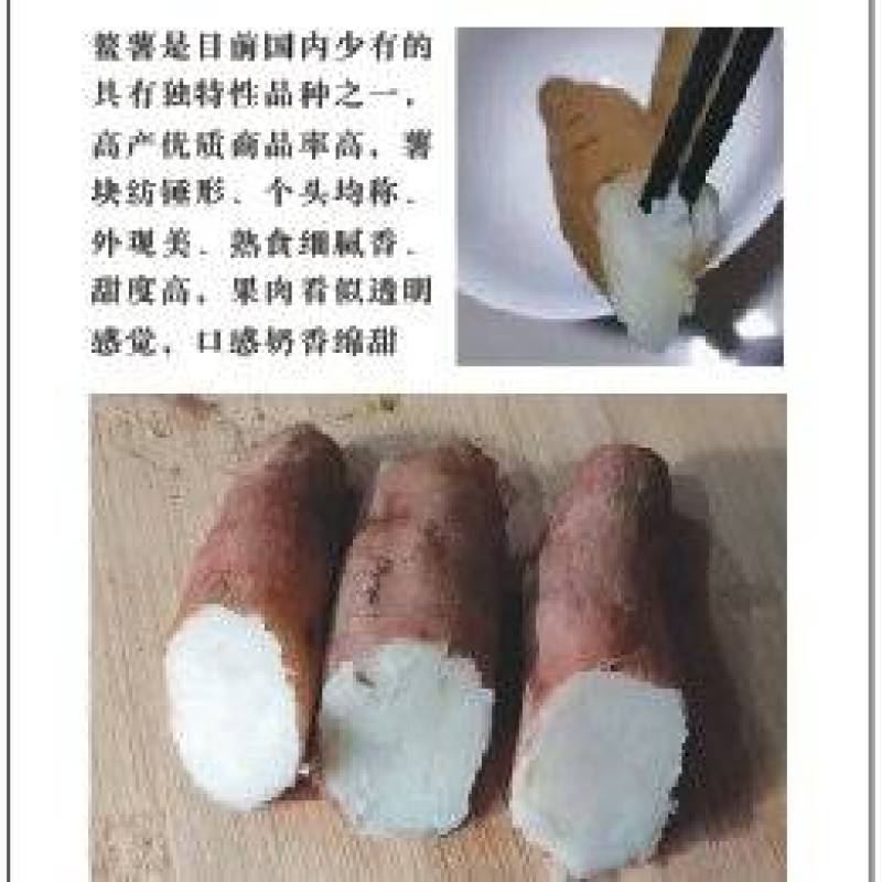 改良哈密