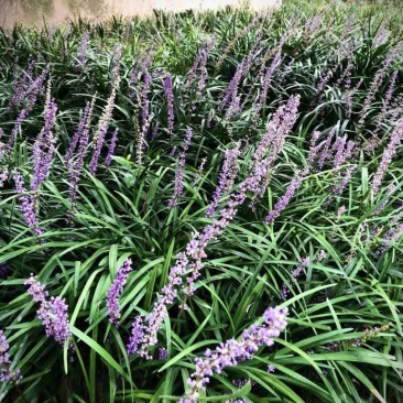 兰花三七草，枝叶清秀饱满，基地常年大量批发