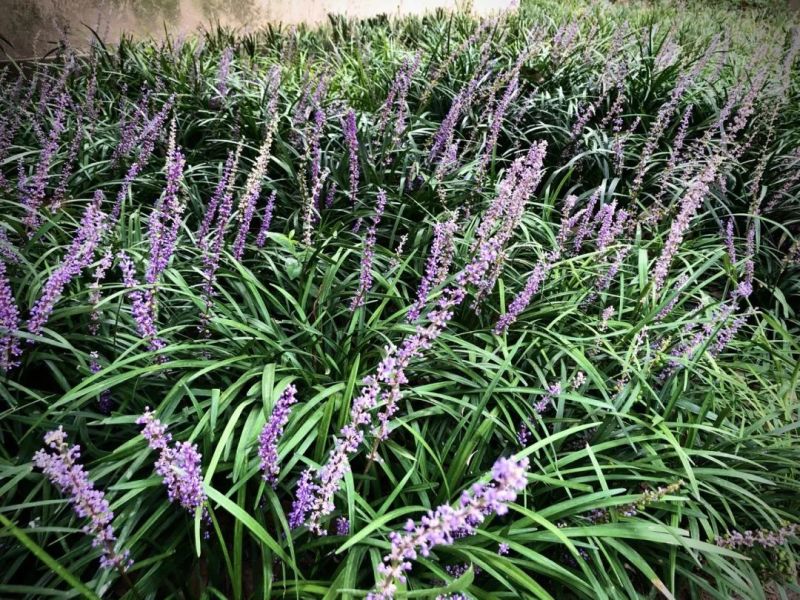 兰花三七草，枝叶清秀饱满，基地常年大量批发